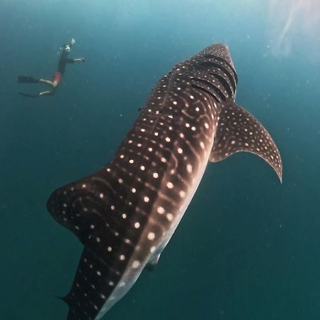 Dhigurah Dhonveli Boutique Hotel Eksteriør billede